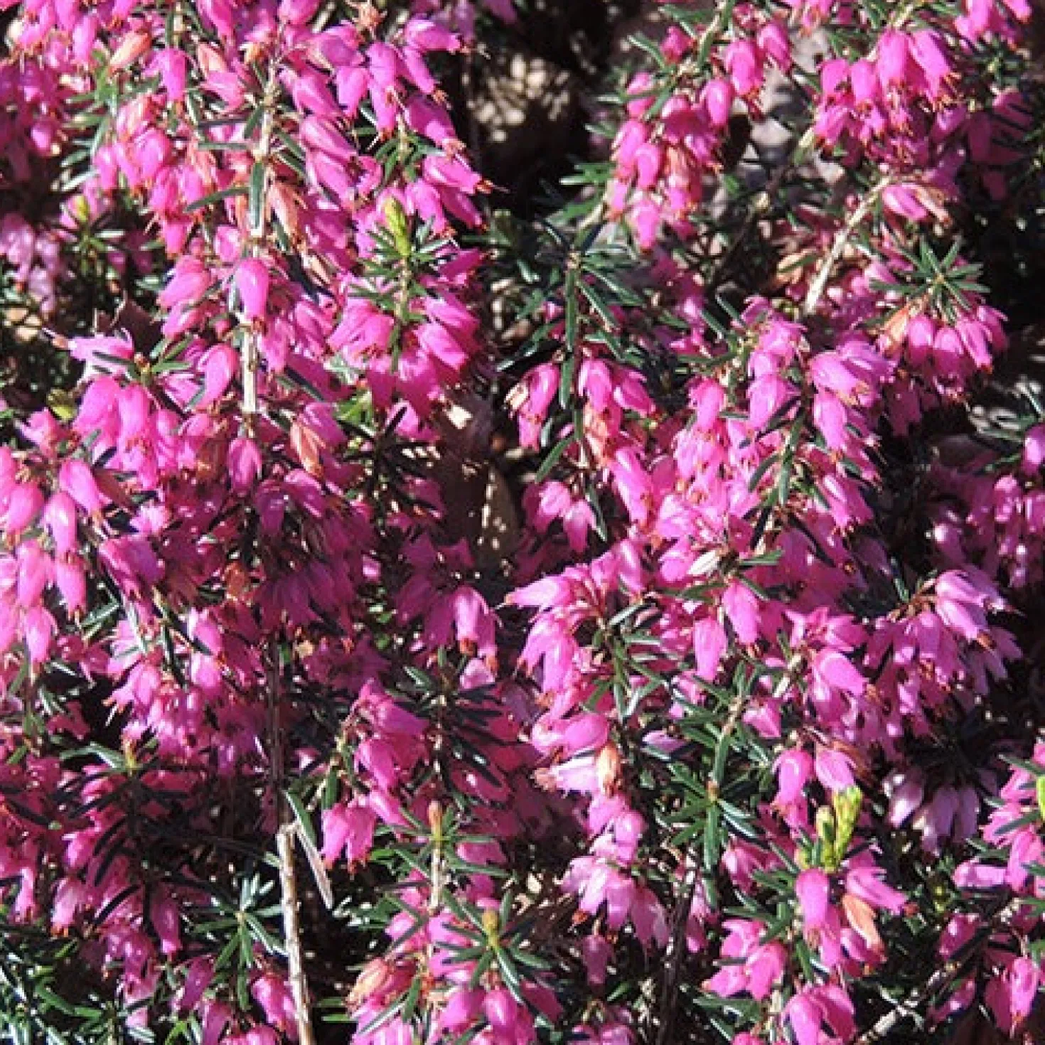 Schneeheide Springwood Pink - Blüten mitten im Winter