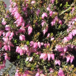 Schneeheide Springwood Pink - Blüten mitten im Winter