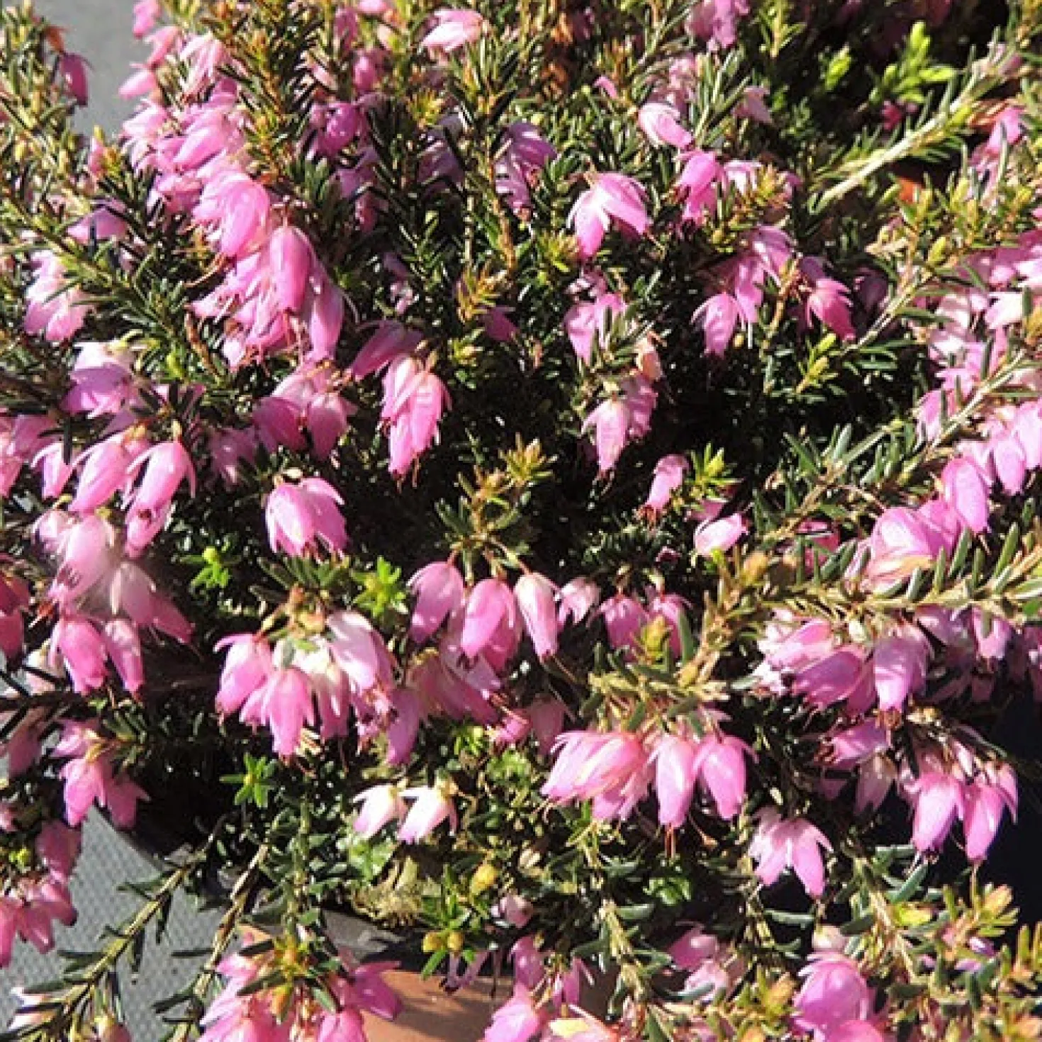 Schneeheide Springwood Pink - Blüten mitten im Winter