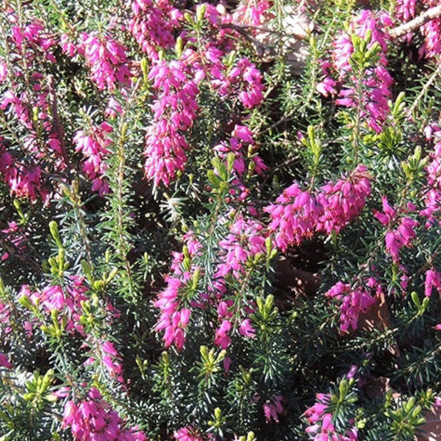 Schneeheide Springwood Pink - Blüten mitten im Winter