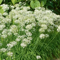Schnittknoblauch - Milder Knoblauch zum Schneiden