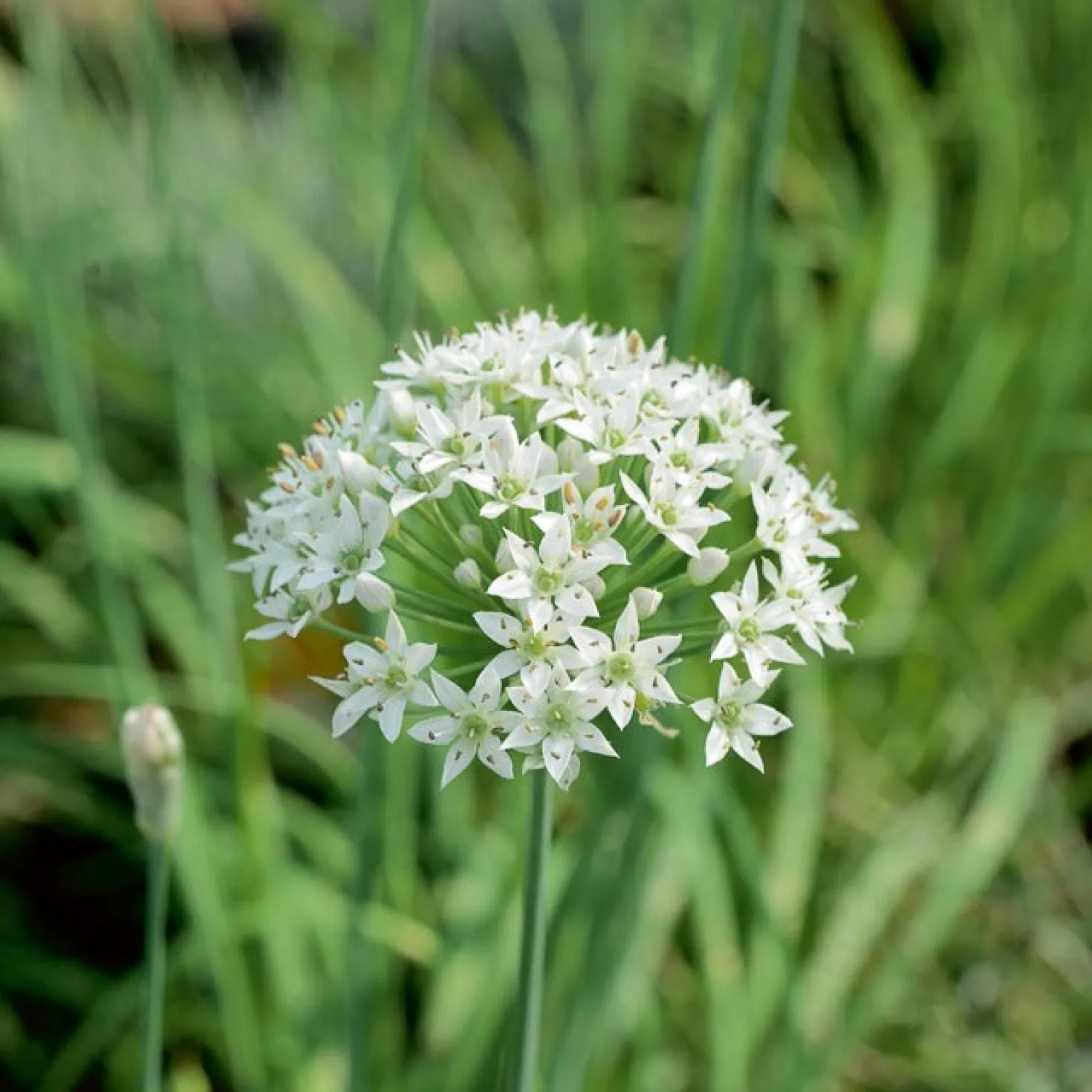 Schnittknoblauch - Milder Knoblauch zum Schneiden