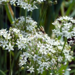 Schnittknoblauch - Milder Knoblauch zum Schneiden