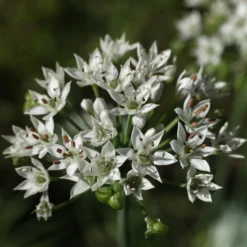 Schnittknoblauch - Milder Knoblauch zum Schneiden