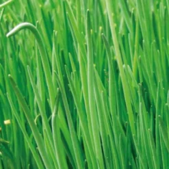 Schnittlauch Staro Bio - Frisch schneiden statt kaufen