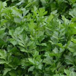 Schnittsellerie Bio - Frisches Aroma zum Pflücken
