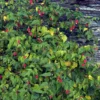 Schönmalve (Chinesische Laterne) - Blüten wie kleine Laternen