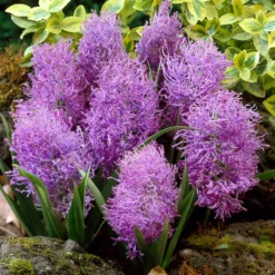 Schopfige Traubenhyazinthe 'Plumosum' (x10) - Federleichte Blütenwolke