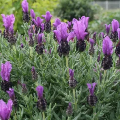 Schopflavendel MAGICAL® POSY PURPLE - Duftende Farbpracht im Topf