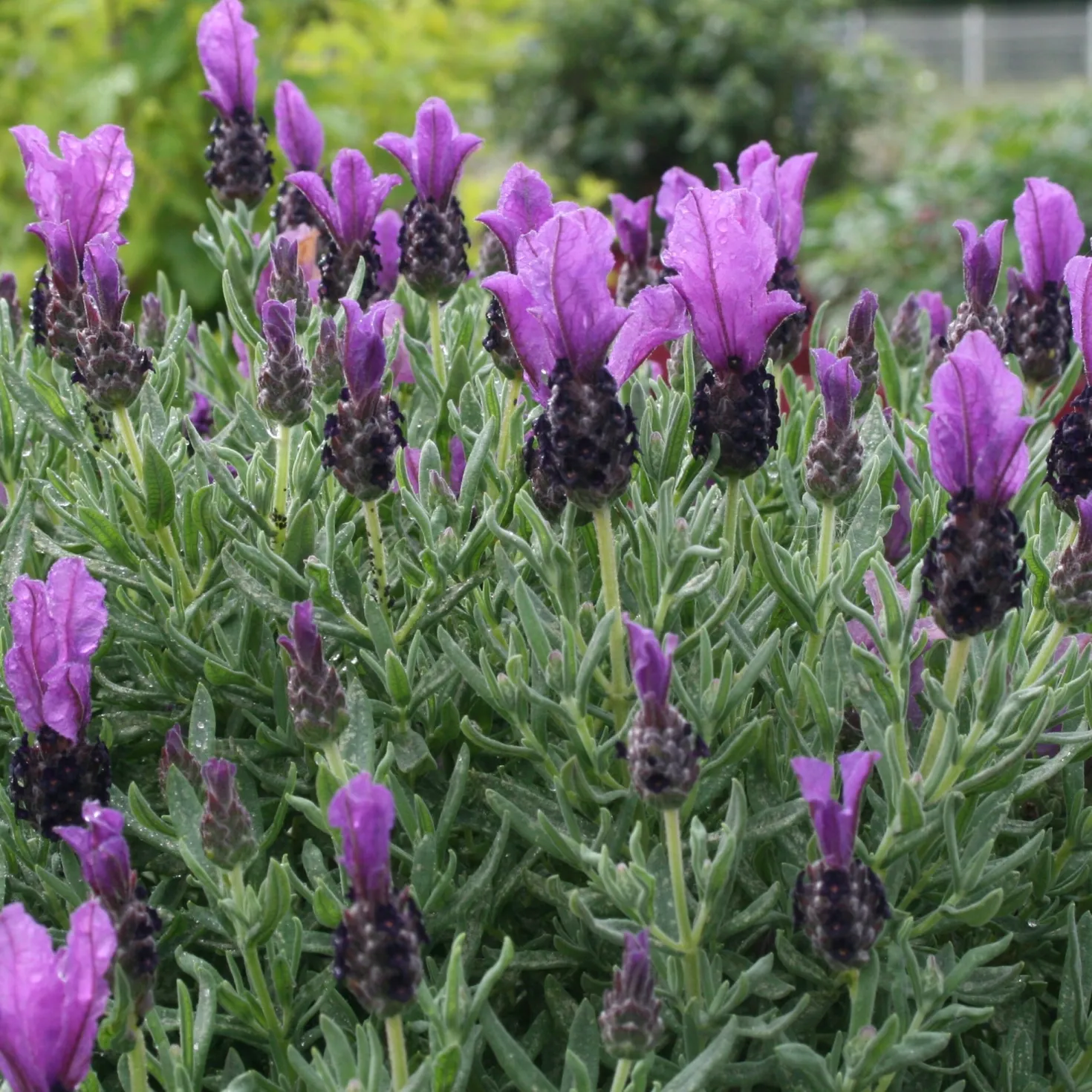 Schopflavendel MAGICAL® POSY PURPLE - Duftende Farbpracht im Topf