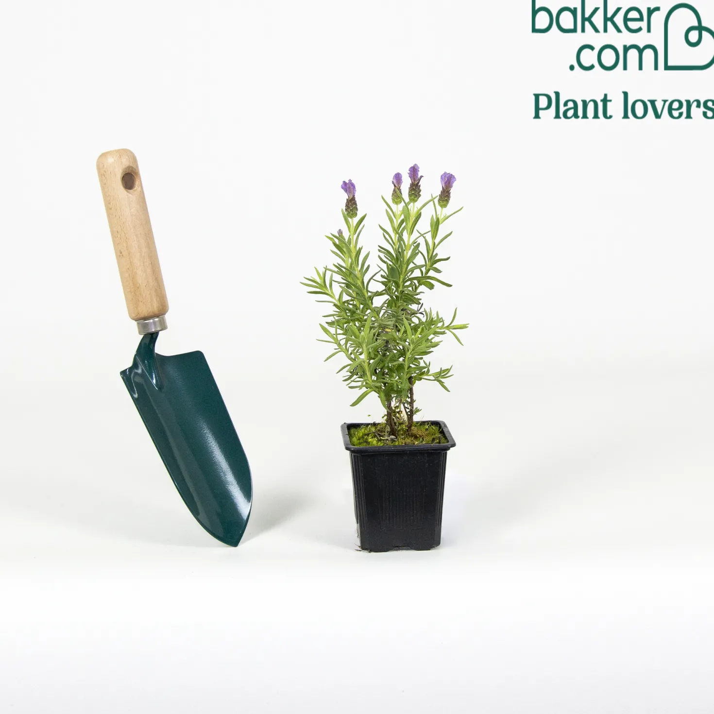 Schopflavendel MAGICAL® POSY PURPLE - Duftende Farbpracht im Topf