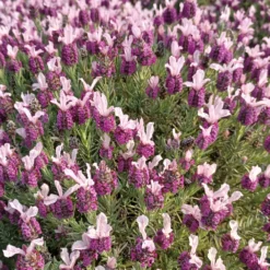 Schopflavendel MAGICAL® POSY PINK - Rosa Lavendel, sofort schön