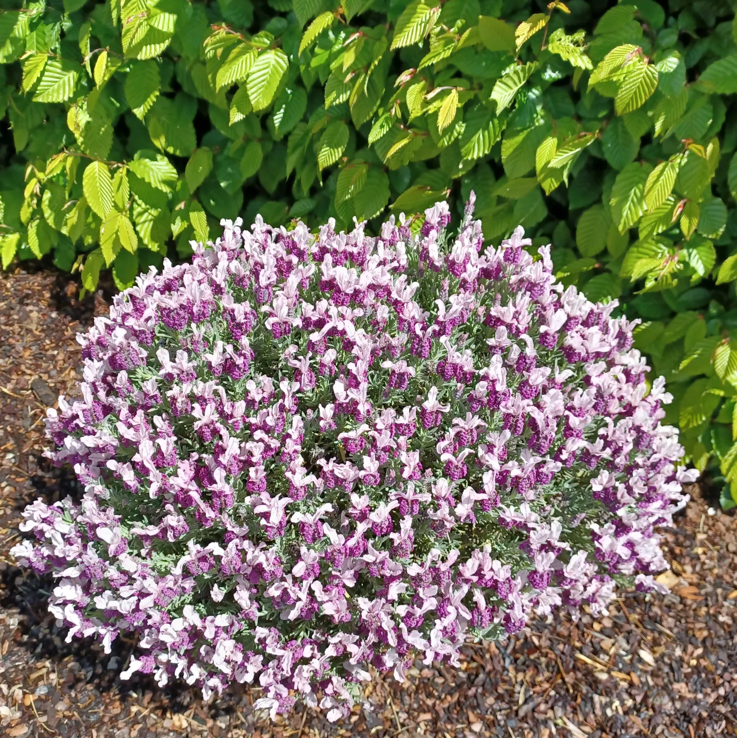 Schopflavendel MAGICAL® POSY PINK - Rosa Lavendel, sofort schön