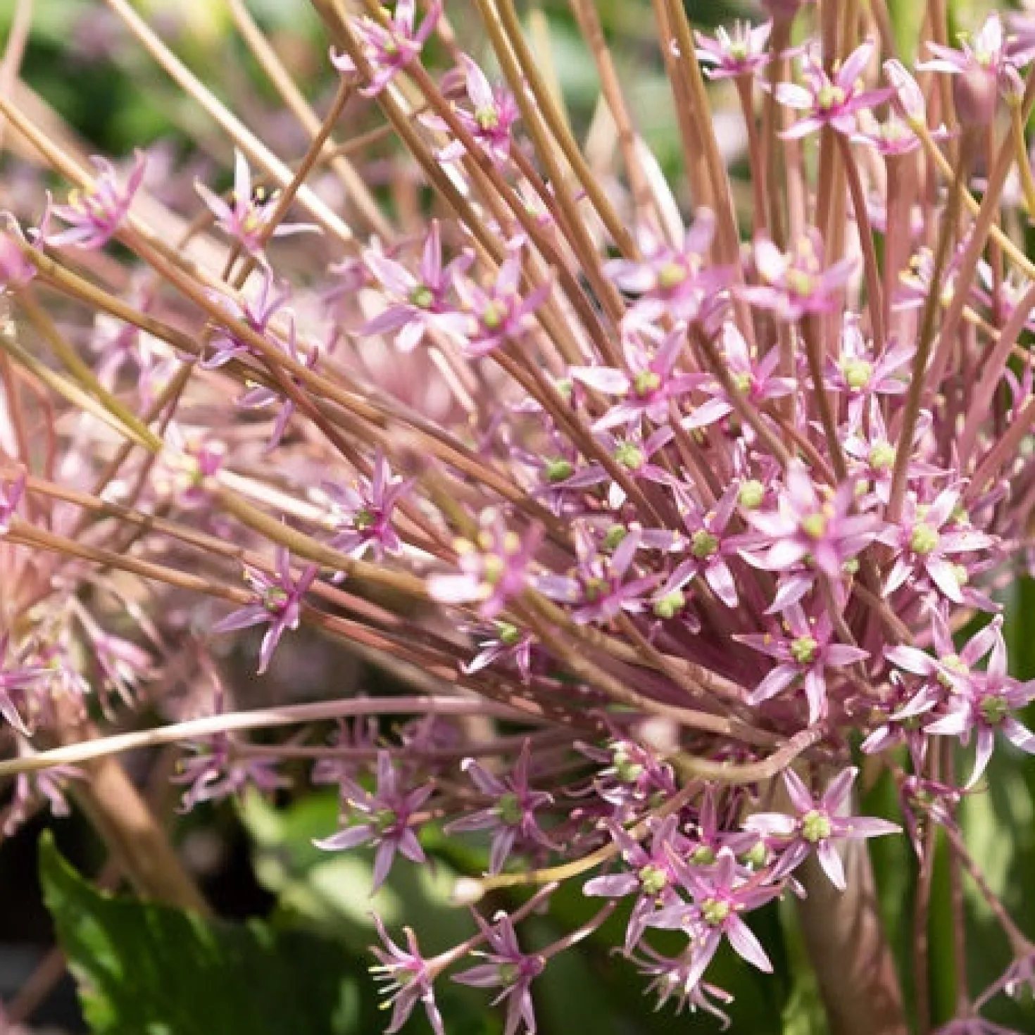 Schuberts Zierlauch (x5) - Feuerwerk im Beet