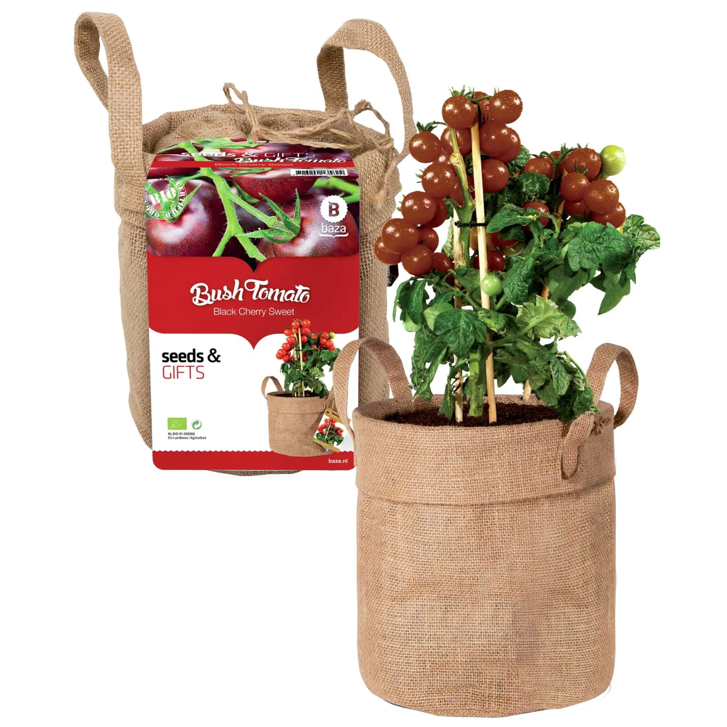 Schwarze Cherrytomaten-Set mit Dekosack & Erde - Naschtomaten frisch geerntet