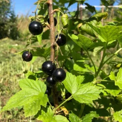 Schwarze Johannisbeere Andega - Süße Ernte, kaum Pflege