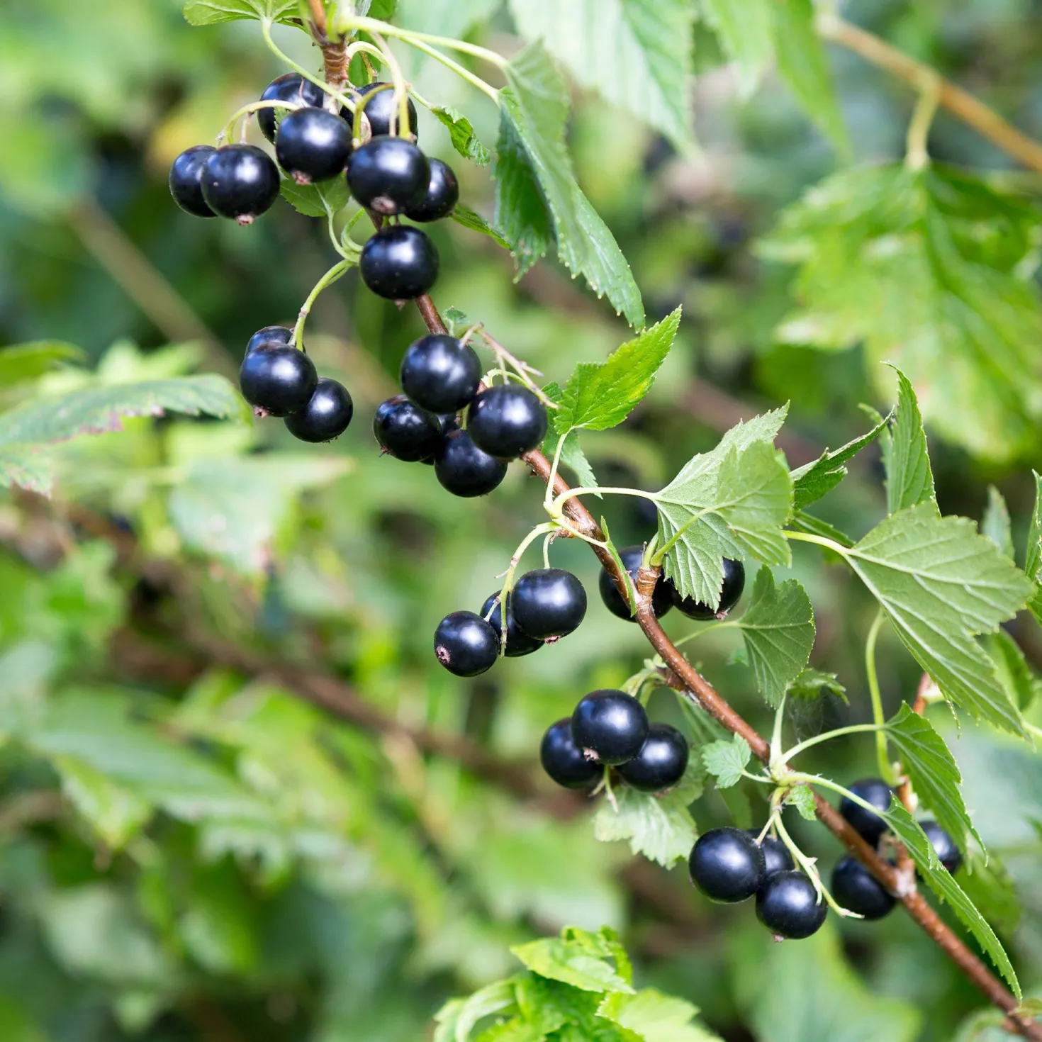 Schwarze Johannisbeere auf Stamm ‘Titania’ - Ernte auf Augenhöhe