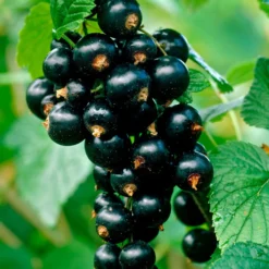 Schwarze Johannisbeere Titania - Robust und ertragreich