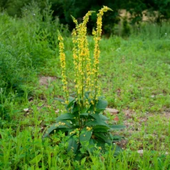 Schwarze Königskerze - Hohe Blüten für sonnige Beete