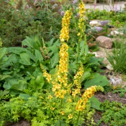 Schwarze Königskerze - Hohe Blüten für sonnige Beete