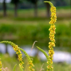 Schwarze Königskerze - Hohe Blüten für sonnige Beete