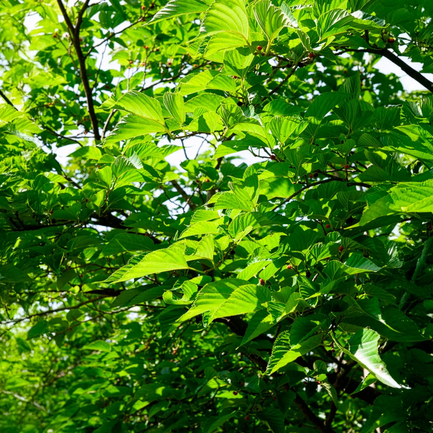 Schwarze Maulbeere - Süße Früchte direkt vom Baum