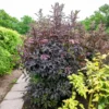 Schwarzer Holunder Black Beauty - Dunkles Laub, rosa Blüten