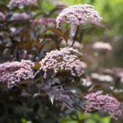 Schwarzer Holunder Black Beauty - Dunkles Laub, rosa Blüten