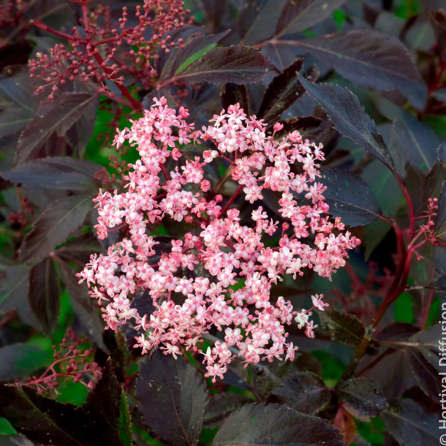 Schwarzer Holunder Black Beauty - Dunkles Laub, rosa Blüten