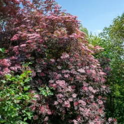 Schwarzer Holunder Black Beauty - Dunkles Laub, rosa Blüten