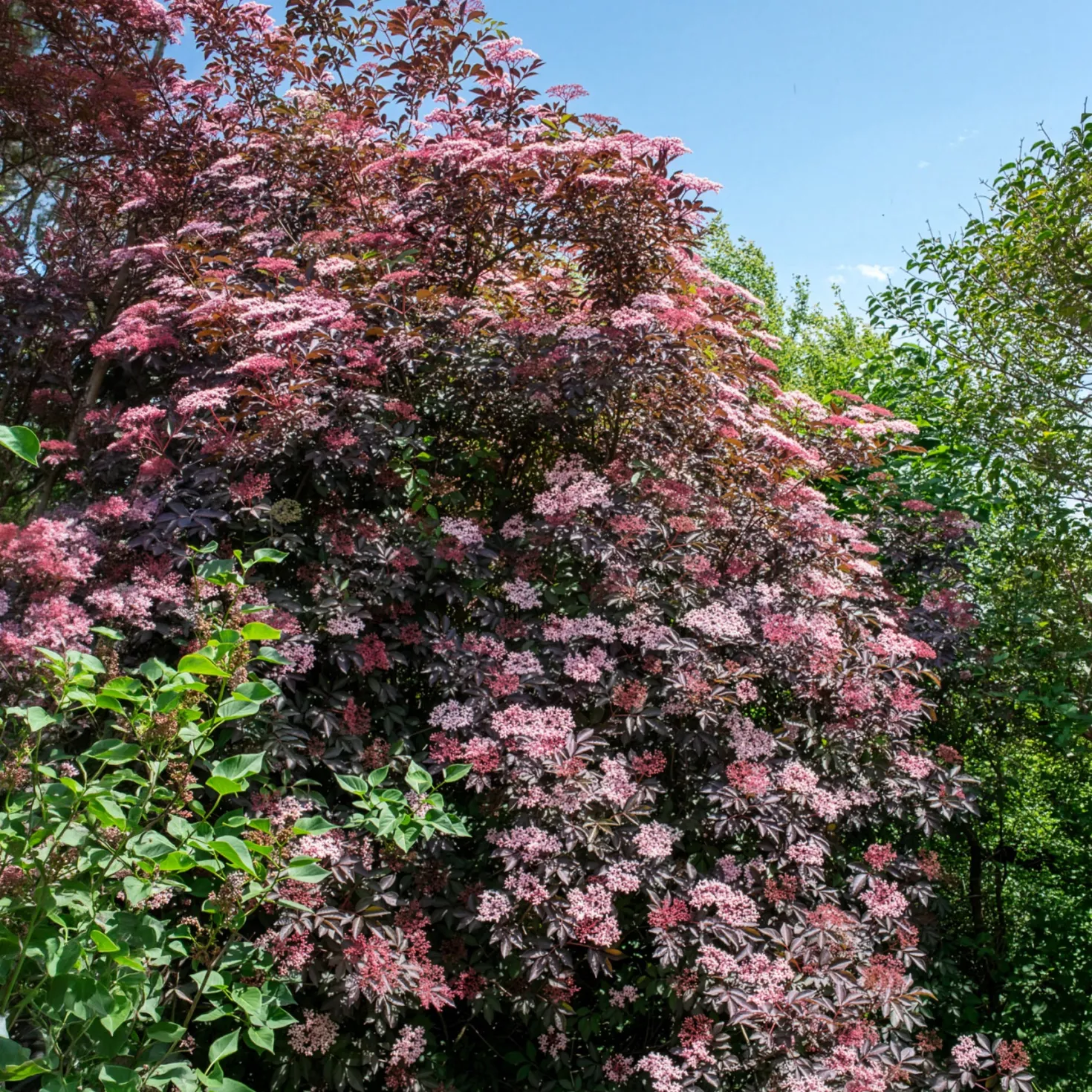Schwarzer Holunder Black Beauty - Dunkles Laub, rosa Blüten