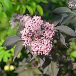 Schwarzer Holunder Black Beauty - Dunkles Laub, rosa Blüten