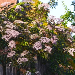Schwarzer Holunder - Dunkles Laub, rosa Blüten