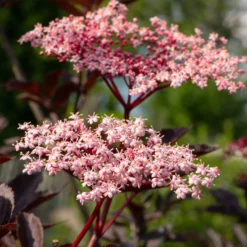Schwarzer Holunder - Dunkles Laub, rosa Blüten