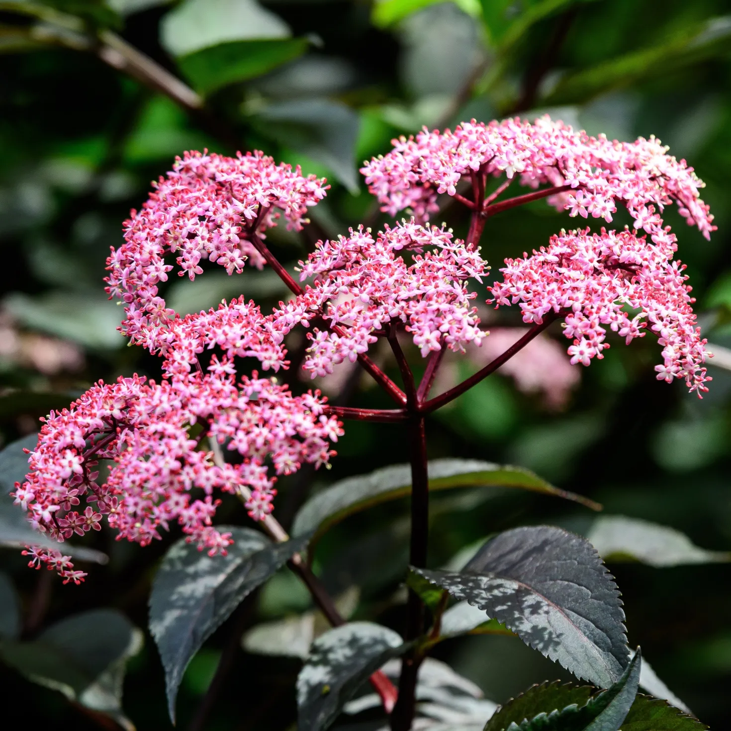 Schwarzer Holunder - Dunkles Laub, rosa Blüten