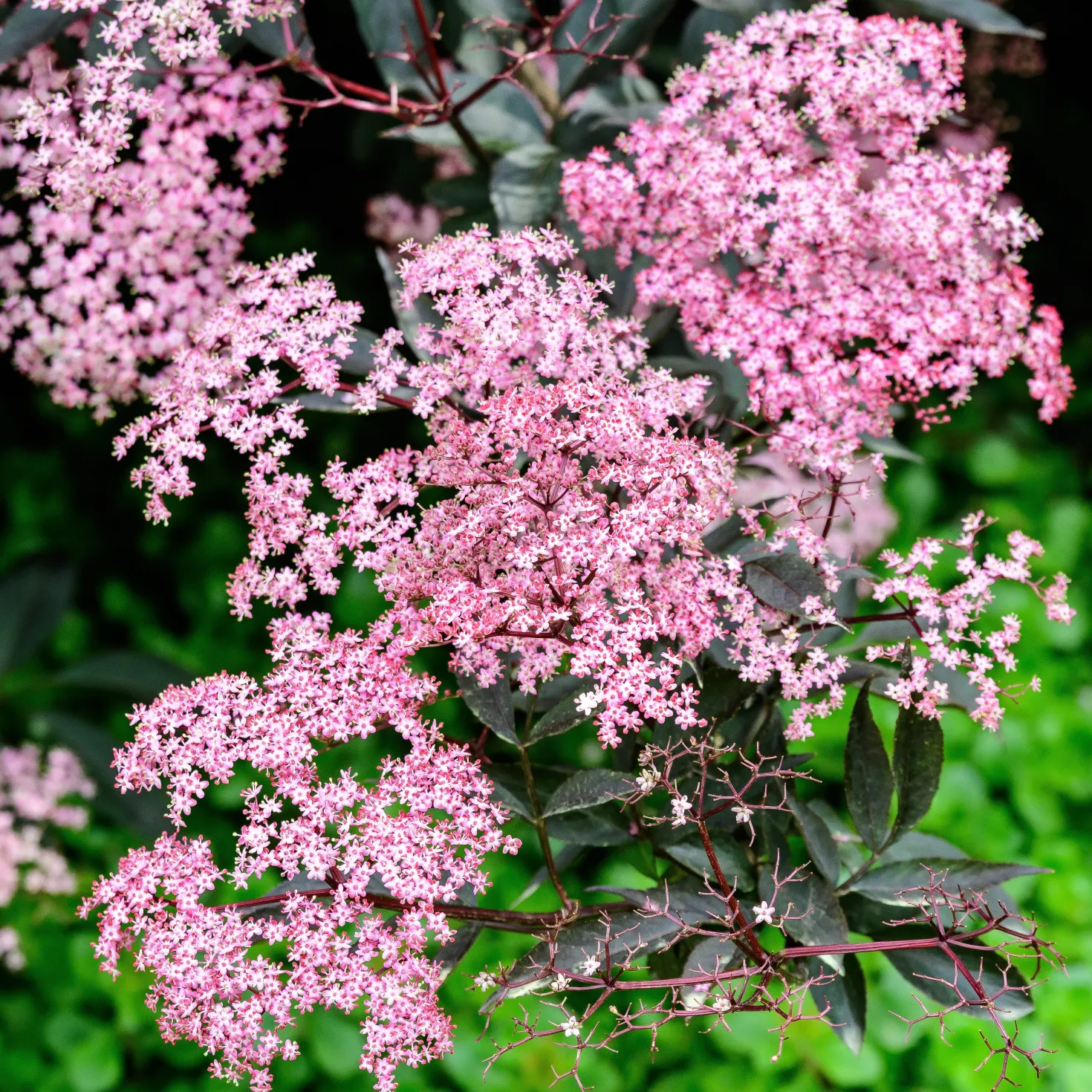 Schwarzer Holunder - Dunkles Laub, rosa Blüten