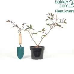 Schwarzer Holunder - Dunkles Laub, rosa Blüten