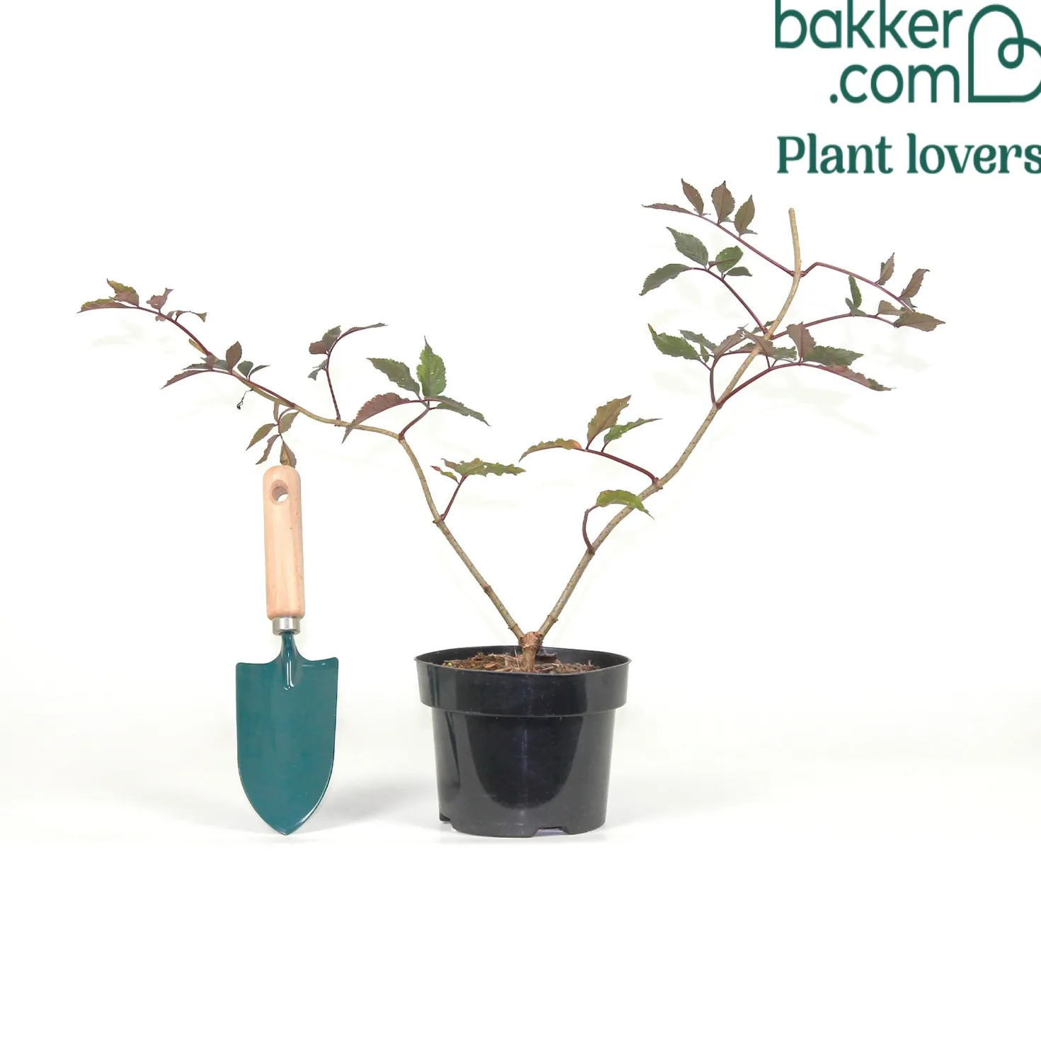 Schwarzer Holunder - Dunkles Laub, rosa Blüten