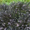 Schwarzer Schlangenbart 'Nigrescens' - Schwarzes Laub, sofort Wow