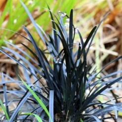 Schwarzer Schlangenbart 'Nigrescens' - Schwarzes Laub, sofort Wow