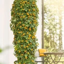 Schwarzäugige Susanne 'Orange' - Blüht bis zum ersten Frost