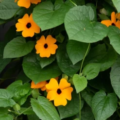 Schwarzäugige Susanne 'Orange' - Blüht bis zum ersten Frost