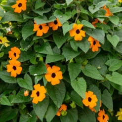 Schwarzäugige Susanne 'Orange' - Blüht bis zum ersten Frost
