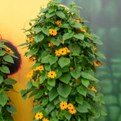 Schwarzäugige Susanne 'Orange' - Blüht bis zum ersten Frost