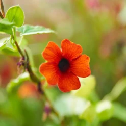 Schwarzäugige Susanne ‘Sunny Susy Brownie’® - Blüten in 8 Wochen