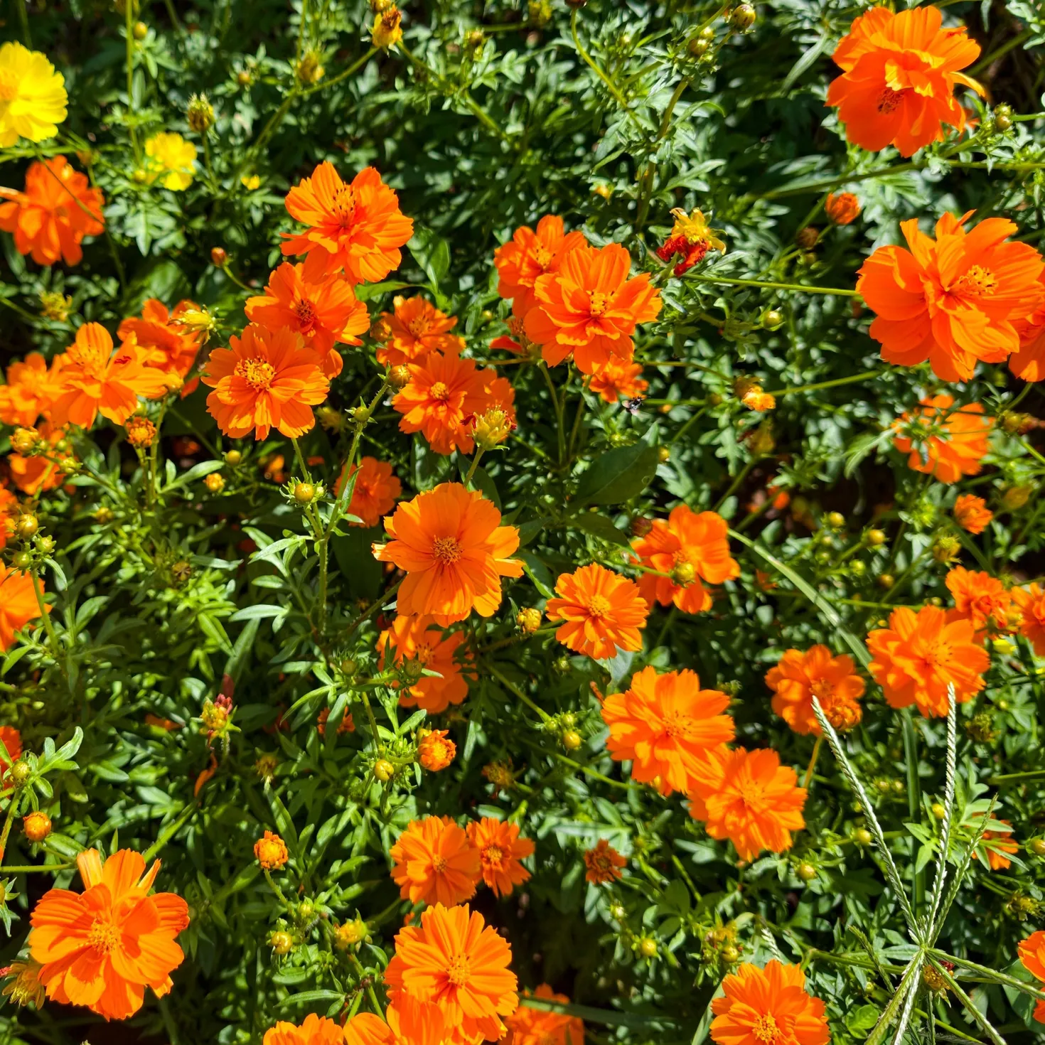 Schwefel-Cosmea Brightlights - Leuchtend orange Sommerblüten