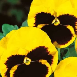 Schweizer Riesen Stiefmütterchen Rhinegold - Blüten fast das ganze Jahr