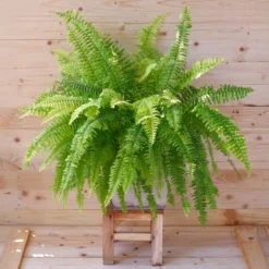 Schwertfarn Nephrolepis 'Green Lady' - Frisches Grün sofort