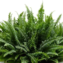 Schwertfarn Nephrolepis 'Green Lady' - Frisches Grün sofort