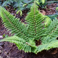 Schwertfarn ‘Plumoso-Densum’ - Grüner Zauber im Schatten
